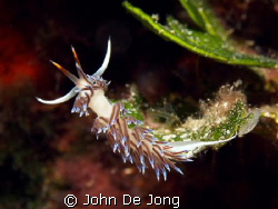Cretana peregrina. Usual I like to take the pictures from... by John De Jong 
